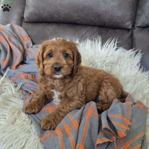 Rusty, Cockapoo Puppy