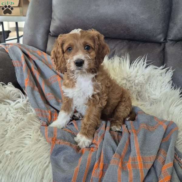 Fred, Cockapoo Puppy
