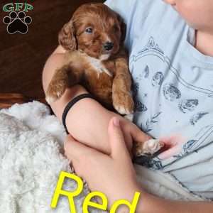 Red F1B, Cavapoo Puppy