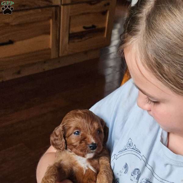 Red F1B, Cavapoo Puppy