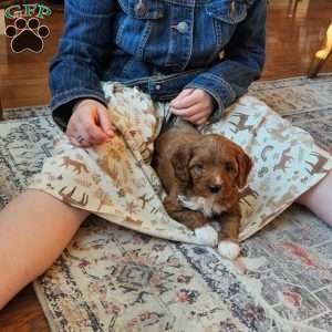 Rosie F1B, Cavapoo Puppy
