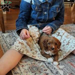 Rosie F1B, Cavapoo Puppy