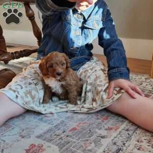 Rosie F1B, Cavapoo Puppy