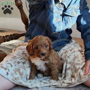 Rosie F1B, Cavapoo Puppy
