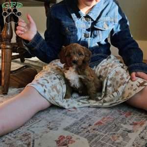 Rosie F1B, Cavapoo Puppy