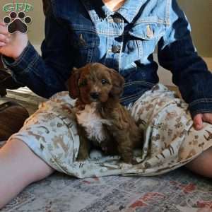 Rosie F1B, Cavapoo Puppy