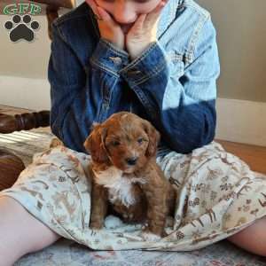 Rosie F1B, Cavapoo Puppy