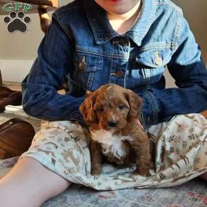 Rosie F1B, Cavapoo Puppy