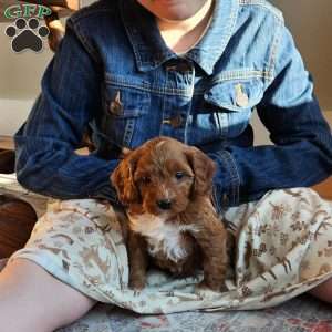 Rosie F1B, Cavapoo Puppy
