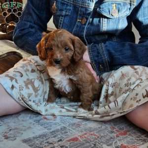 Rosie F1B, Cavapoo Puppy
