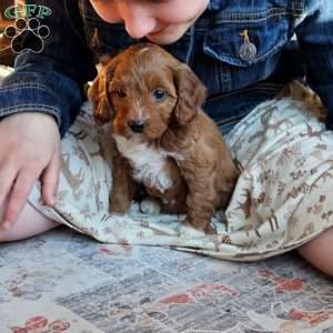 Rosie F1B, Cavapoo Puppy