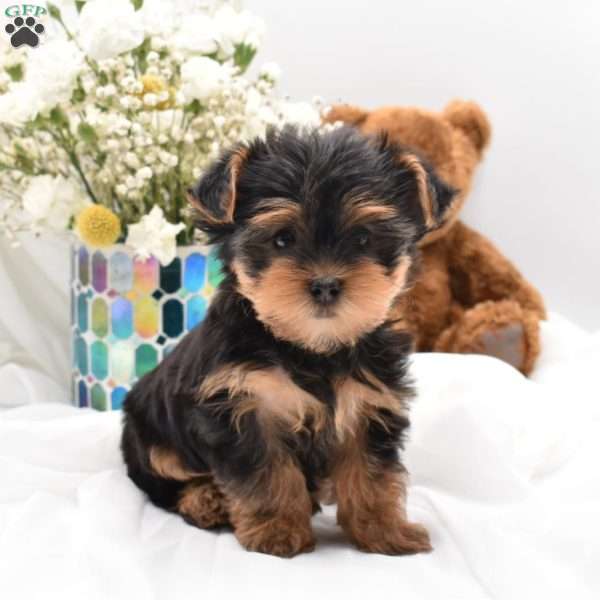 Ollie, Yorkie Puppy