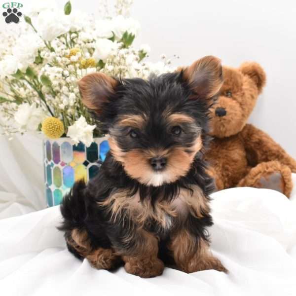 Bingo, Yorkie Puppy