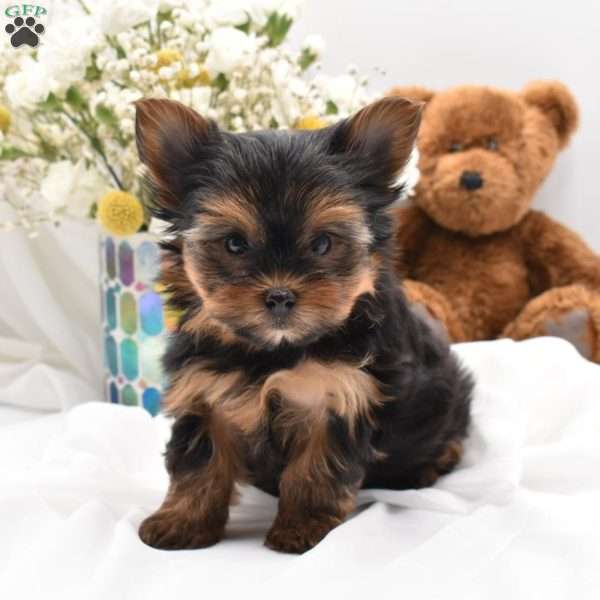 Atlas, Yorkie Puppy