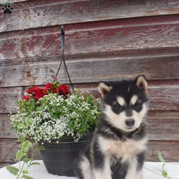 Nickle, Alaskan Malamute Puppy
