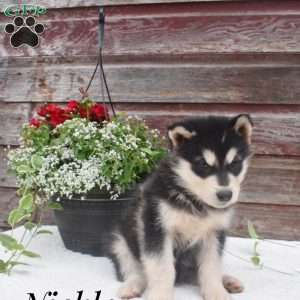 Nickle, Alaskan Malamute Puppy