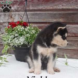 Nickle, Alaskan Malamute Puppy