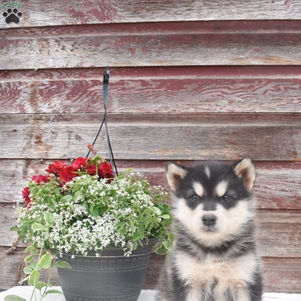 Nile, Alaskan Malamute Puppy