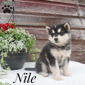 Nile, Alaskan Malamute Puppy