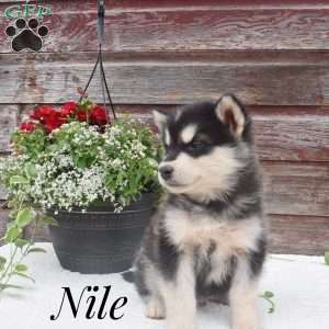 Nile, Alaskan Malamute Puppy