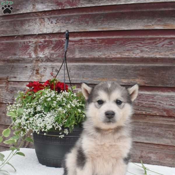 Nuki, Alaskan Malamute Puppy