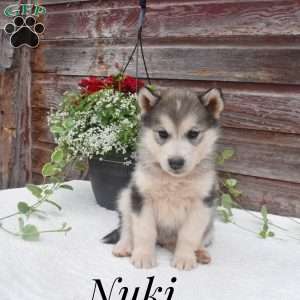 Nuki, Alaskan Malamute Puppy