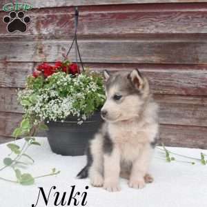 Nuki, Alaskan Malamute Puppy