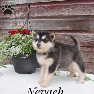 Nevaeh, Alaskan Malamute Puppy