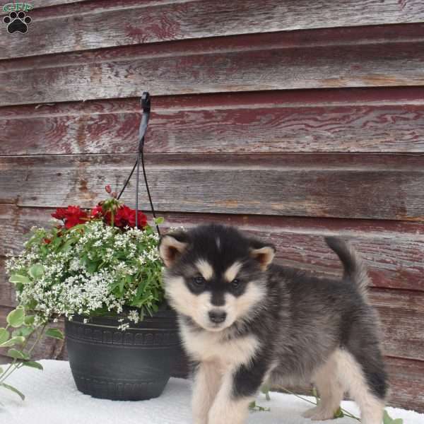 Nevaeh, Alaskan Malamute Puppy