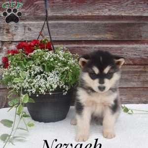 Nevaeh, Alaskan Malamute Puppy