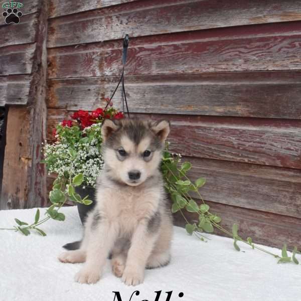 Nellie, Alaskan Malamute Puppy
