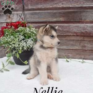 Nellie, Alaskan Malamute Puppy