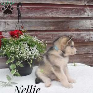 Nellie, Alaskan Malamute Puppy