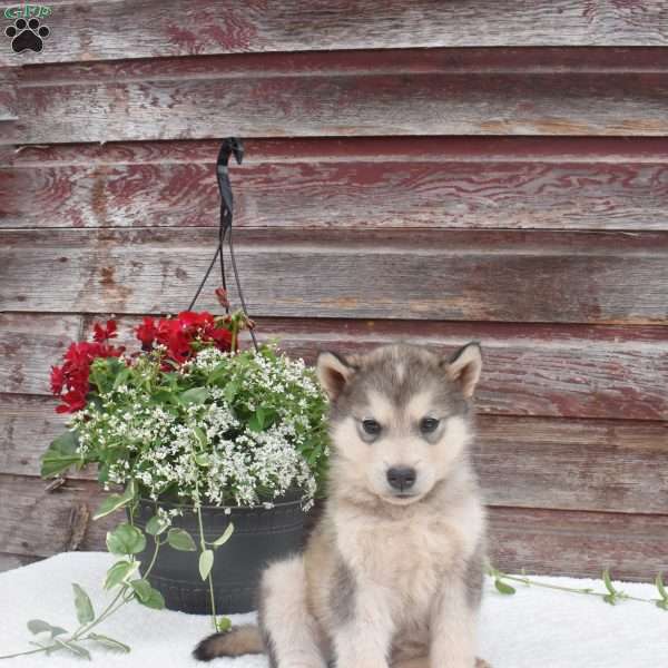 Noah, Alaskan Malamute Puppy