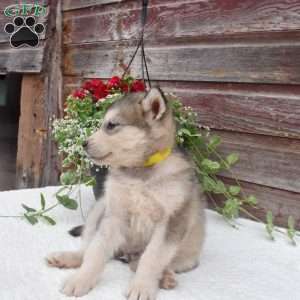 Noah, Alaskan Malamute Puppy