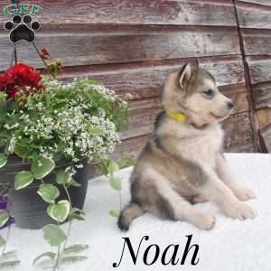 Noah, Alaskan Malamute Puppy