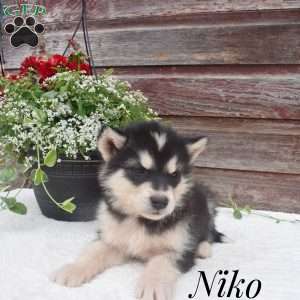 Niko, Alaskan Malamute Puppy