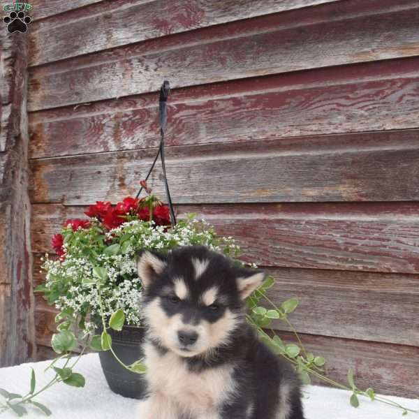 Niko, Alaskan Malamute Puppy