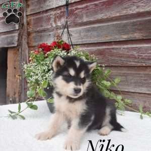 Niko, Alaskan Malamute Puppy