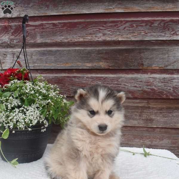 Navy, Alaskan Malamute Puppy