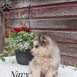 Navy, Alaskan Malamute Puppy