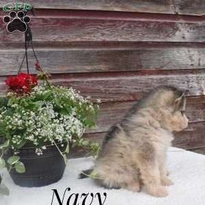 Navy, Alaskan Malamute Puppy