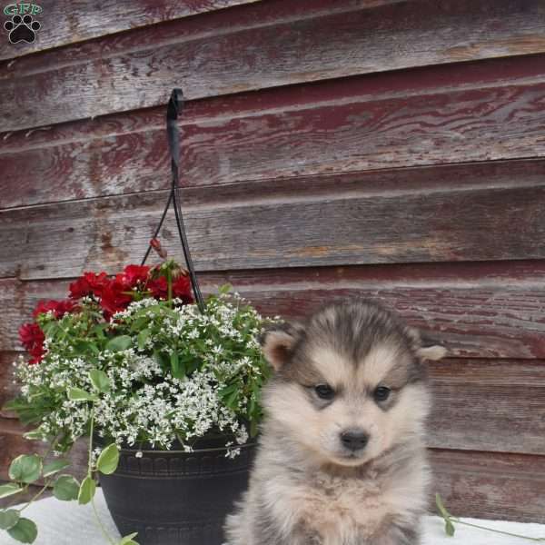 Knight, Alaskan Malamute Puppy