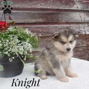 Knight, Alaskan Malamute Puppy
