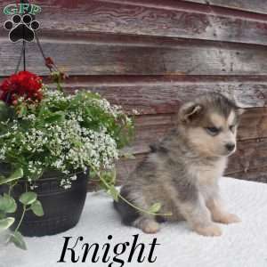 Knight, Alaskan Malamute Puppy