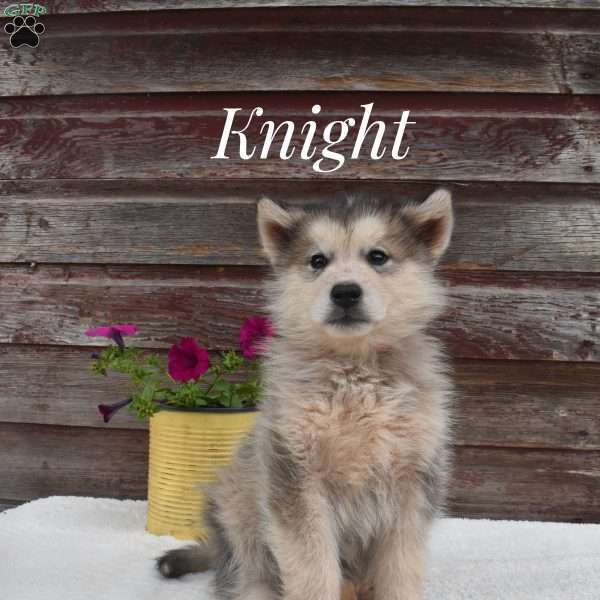 Knight, Alaskan Malamute Puppy