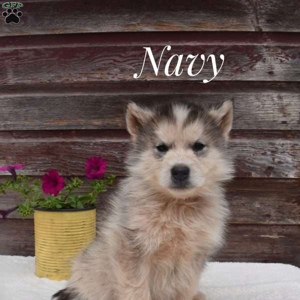 Navy, Alaskan Malamute Puppy