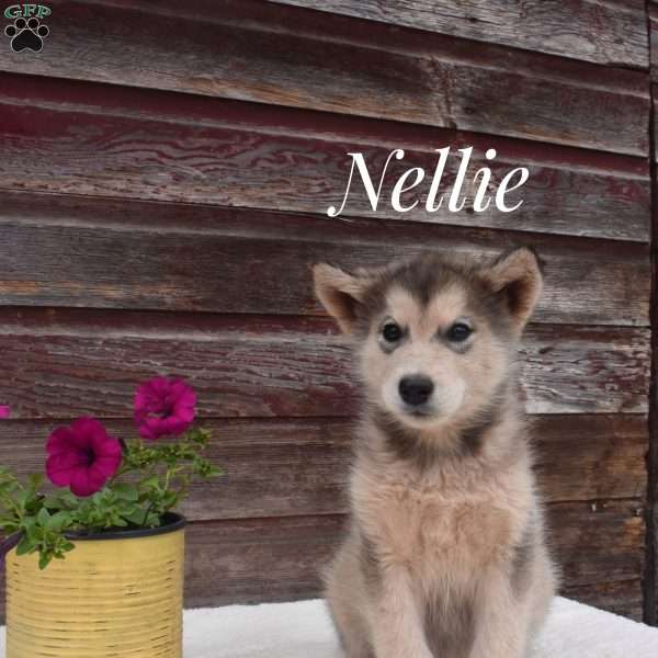 Nellie, Alaskan Malamute Puppy