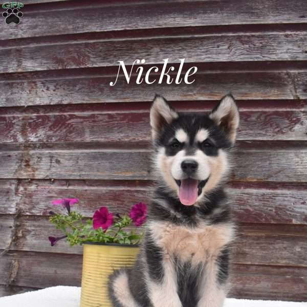 Nickle, Alaskan Malamute Puppy