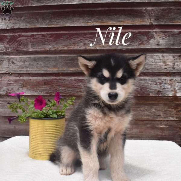 Nile, Alaskan Malamute Puppy